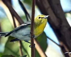 Vireo flavifrons