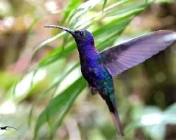 Campylopterus hemileucurus