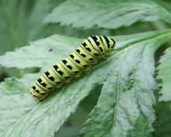 Papilo polyxenes stabilis Larva