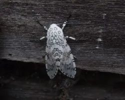 Polilla Leopardo Hypercompe Scribonia