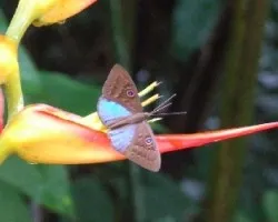 La Mariposa y la Heliconia