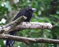 Crotophaga sulcirostris