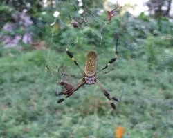 Nephila clavipes