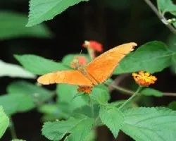 Dryas iulia