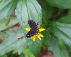 Chalodeta chaonitis y abejita