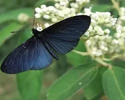 Altinote ozomene nox