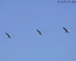 Pelecanus occidentalis