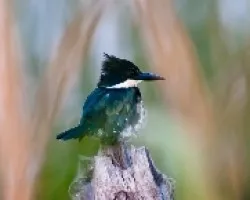 Chloroceryle americana