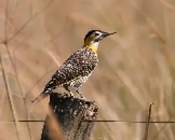 Colaptes campestris