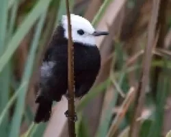 Arundinicola leucocephala