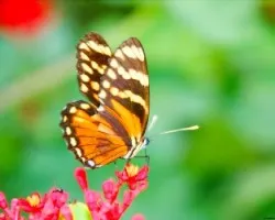 Mariposa!!