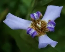 Neomarica caerulea 