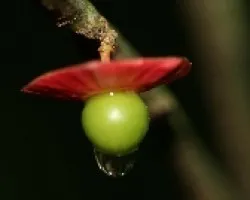 minimalistica del bosque