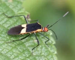 Insecto 