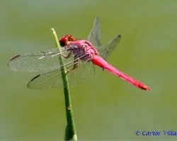 Libélula