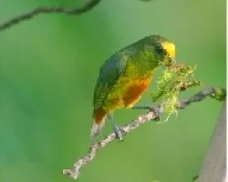 Euphonia gouldi