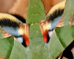 Eumorpha labruscae
