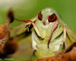 Eumorpha labruscae