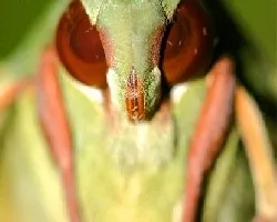 Eumorpha labruscae