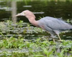 Egretta rufescens
