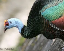 Meleagris ocellata