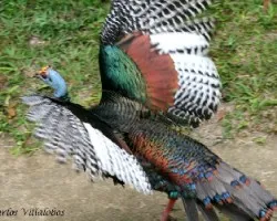 Meleagris ocellata