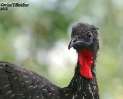 Penelope purpurascens