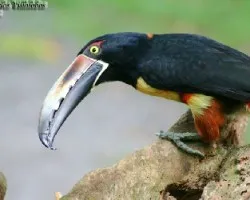 Pteroglossus torquatus