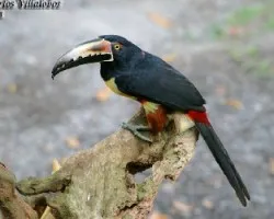 Pteroglossus torquatus