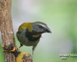 Saltator maximus