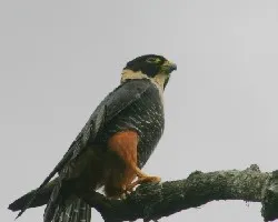 Falco rufigularis