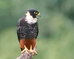 Falco rufigularis