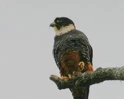 Falco rufigularis