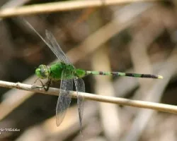 odonata
