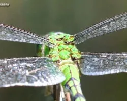 odonata