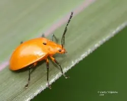 Coleoptero