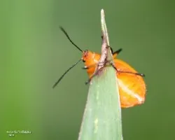 Coleoptero