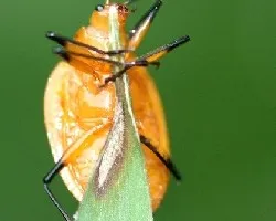 Coleoptero