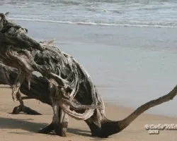 Perro que da lástima