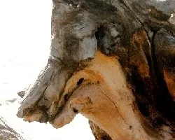 Lobo viejo