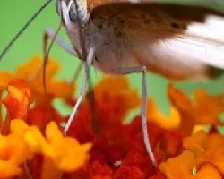 Mariposa 1