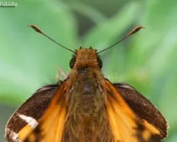Mariposa 2
