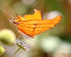 Mariposa 3