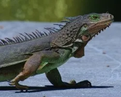 Iguana