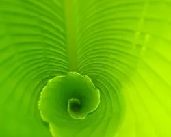 Hoja