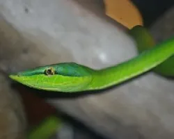 Serpiente