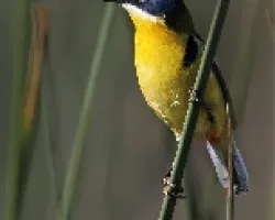Tachuris rubrigastras 
