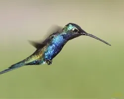 Heliomaster furcifer