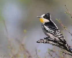 Melanerpes cactorum