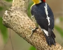 Melanerpes flavifrons